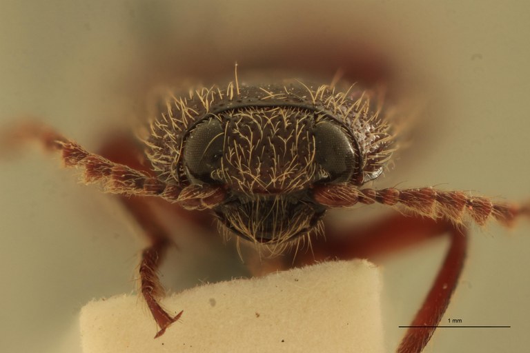 Melanotus pseudodiploconoides M Ht F.jpg