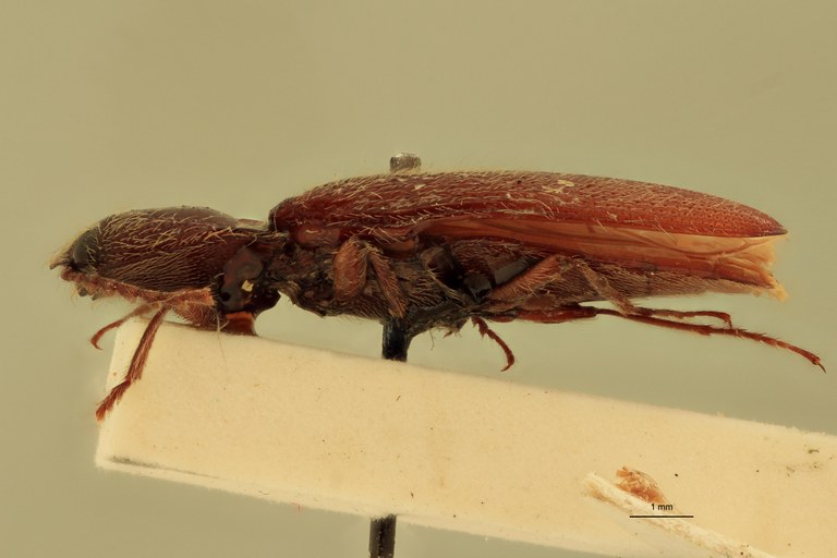 Melanotus pseudodiploconoides M Ht L.jpg