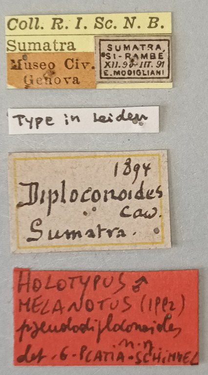 Melanotus pseudodiploconoides M Ht Labels.jpg