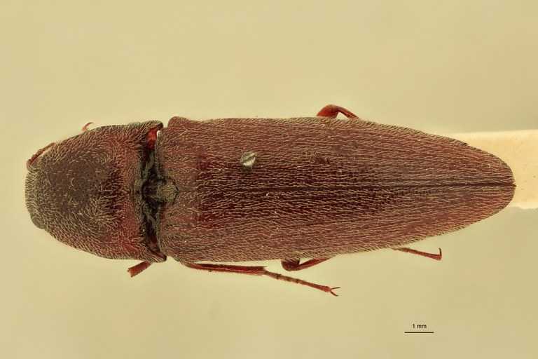 Melanotus pulvereus F Lt D.jpg