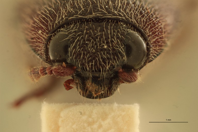 Melanotus pulvereus F Lt F.jpg