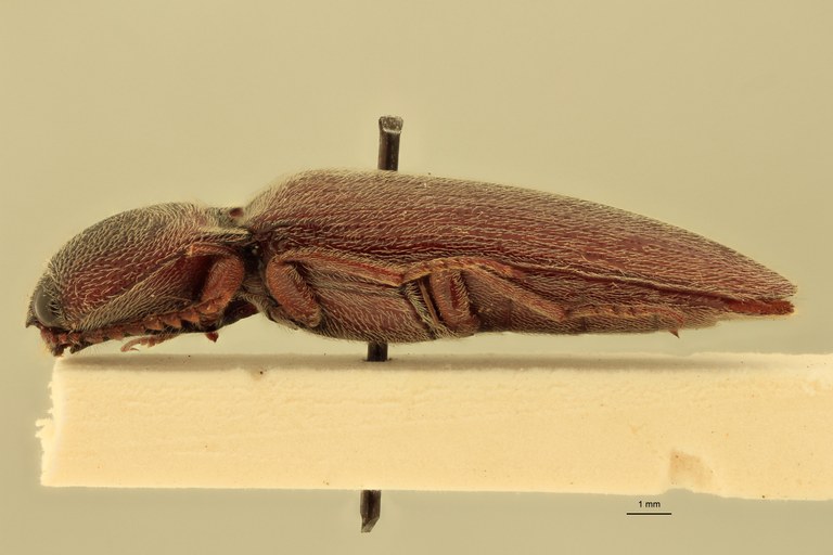 Melanotus pulvereus F Lt L.jpg