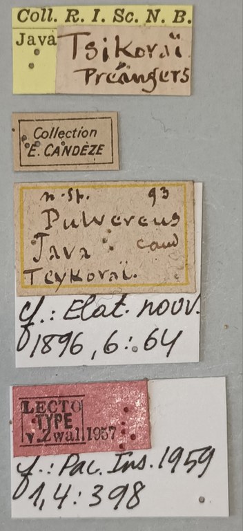 Melanotus pulvereus F Lt Labels.jpg