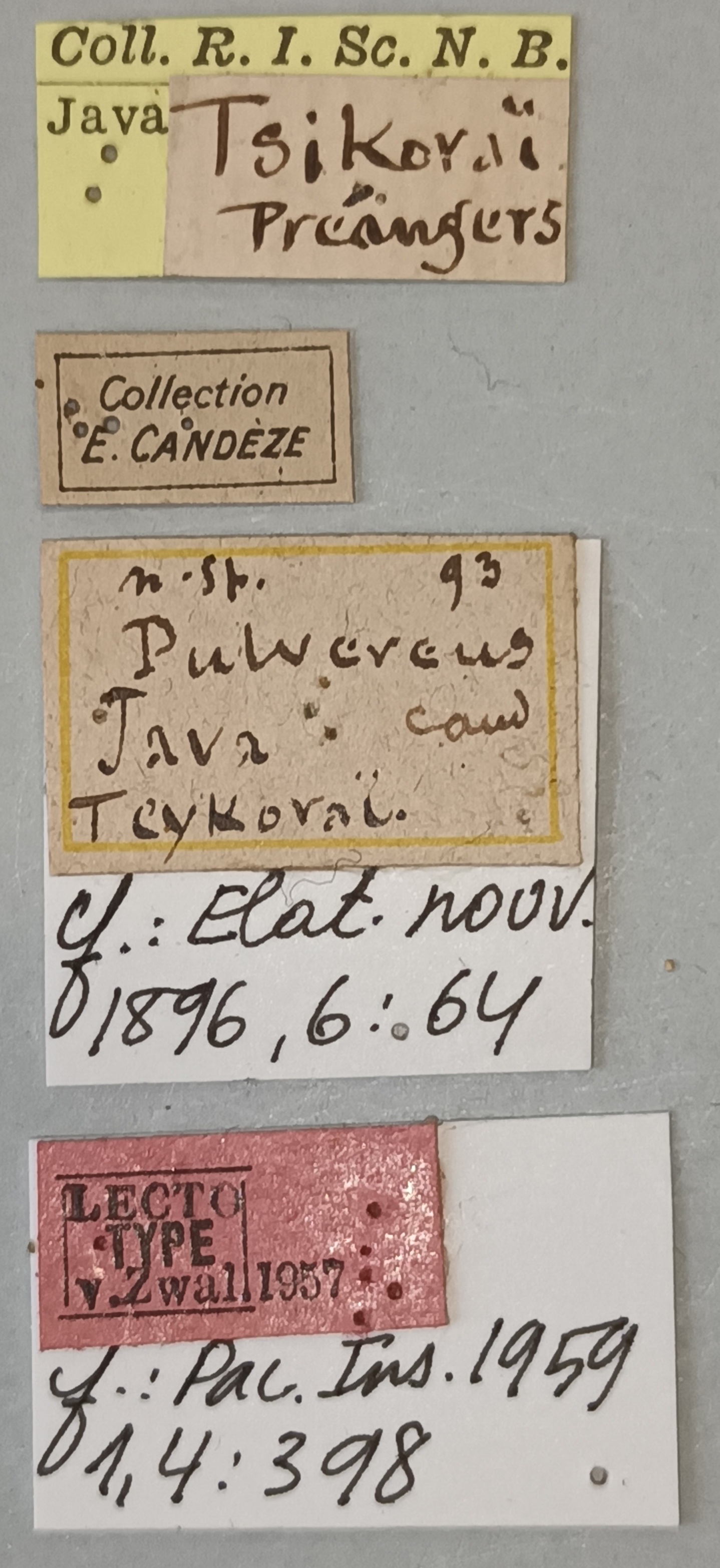 Melanotus pulvereus F Lt Labels.jpg