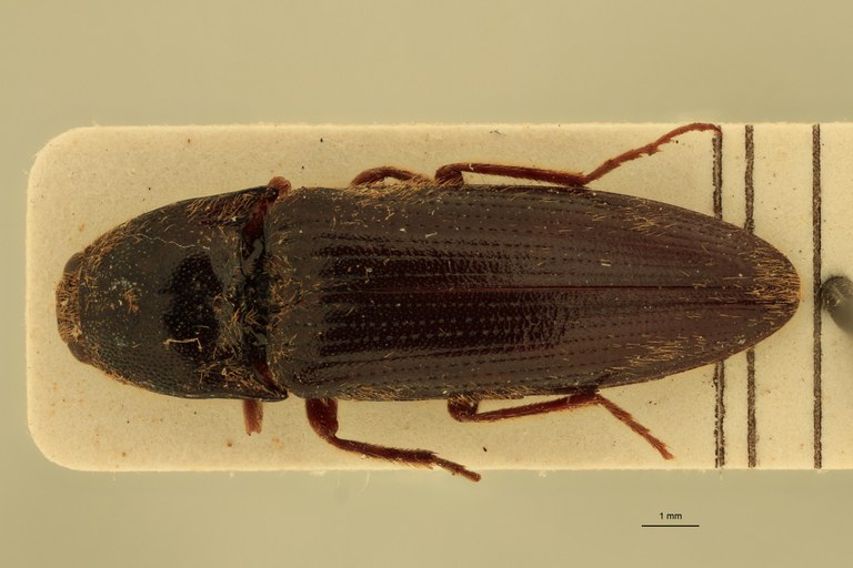 Melanotus raii M Pt D.jpg