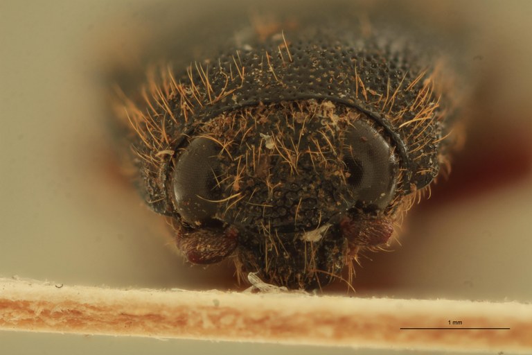 Melanotus raii M Pt F.jpg