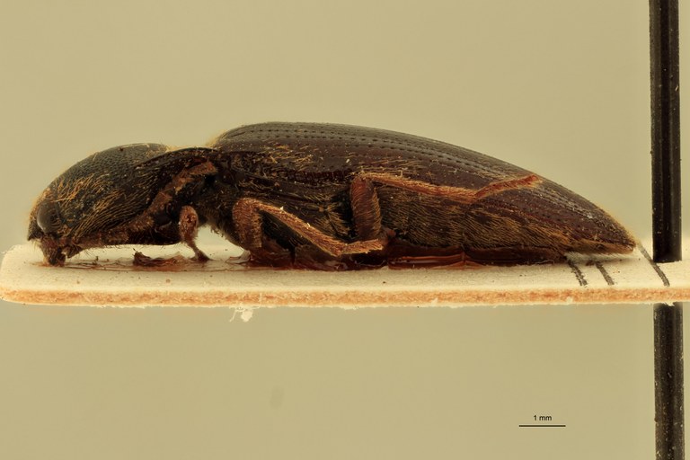 Melanotus raii M Pt L.jpg
