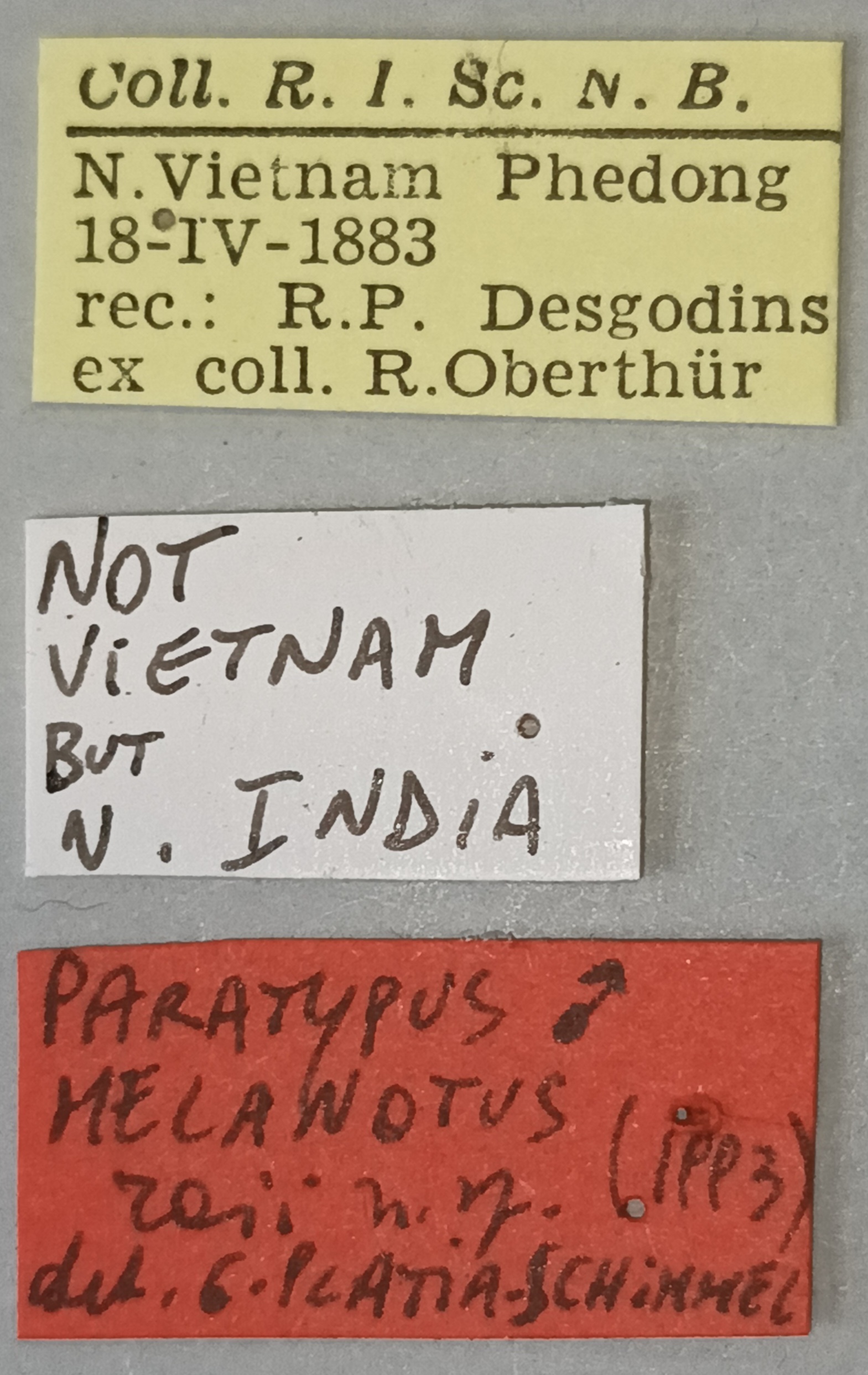 Melanotus raii M Pt Labels.jpg