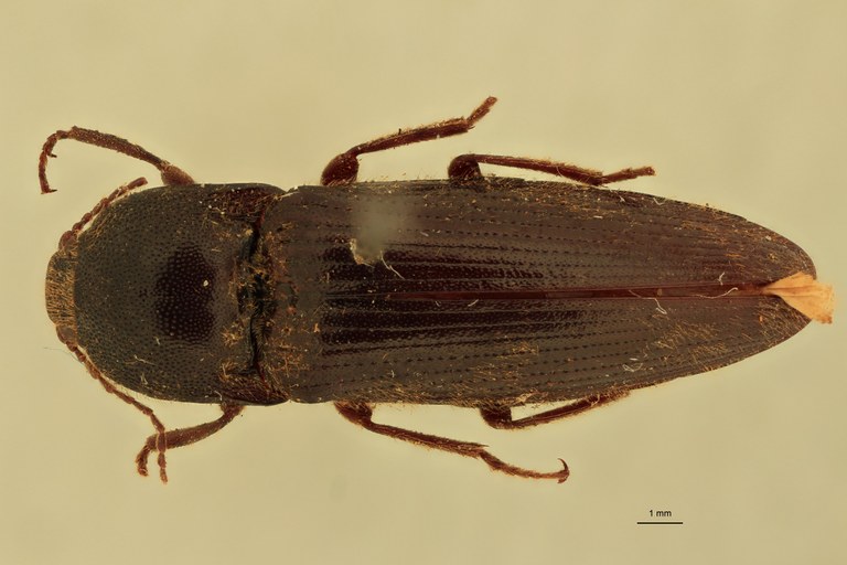 Melanotus raii F Pt D.jpg