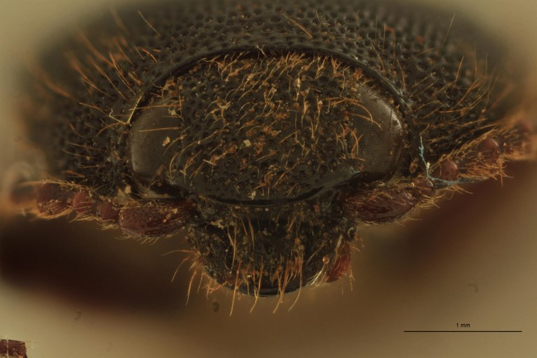 Melanotus raii F Pt F.jpg