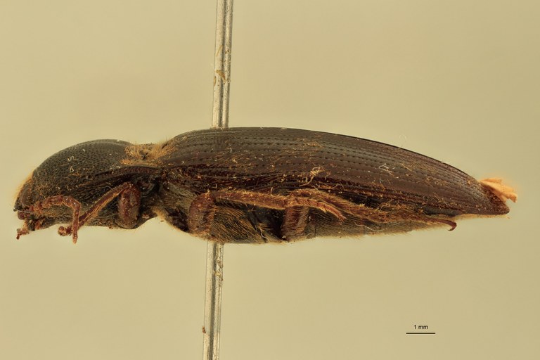 Melanotus raii F Pt L.jpg