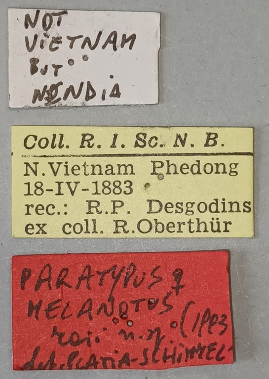 Melanotus raii F Pt Labels.jpg