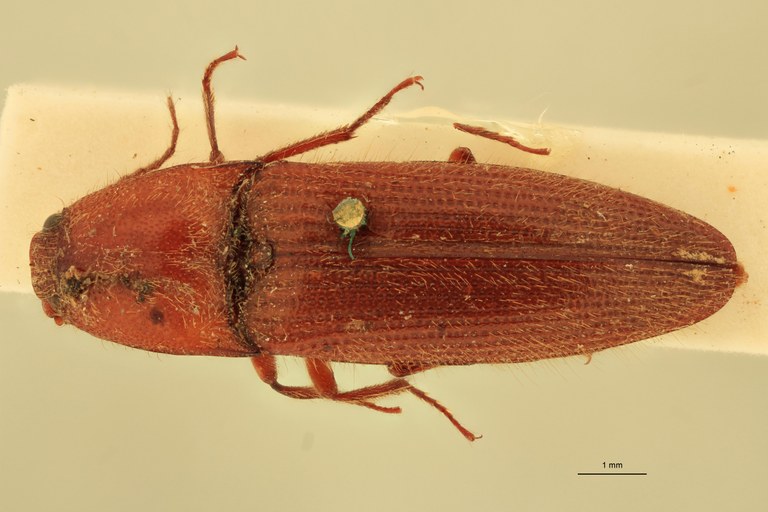 Melanotus recessus F Plt D.jpg