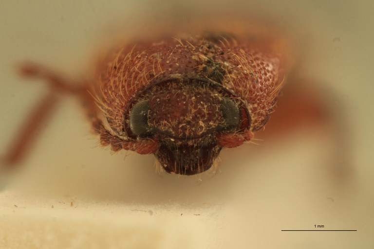 Melanotus recessus F Plt F.jpg