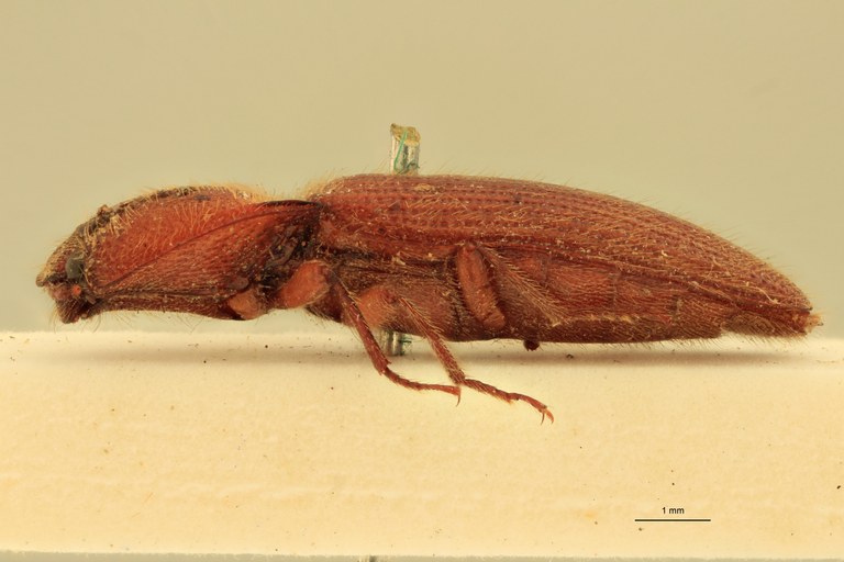 Melanotus recessus F Plt L.jpg