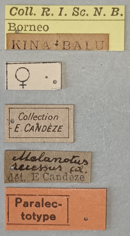 Melanotus recessus F Plt Labels.jpg