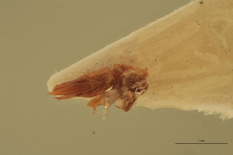 Melanotus recessus M Lt Aedeagus.jpg
