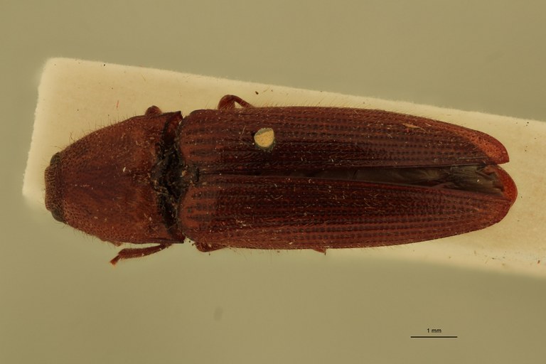 Melanotus recessus M Lt D.jpg