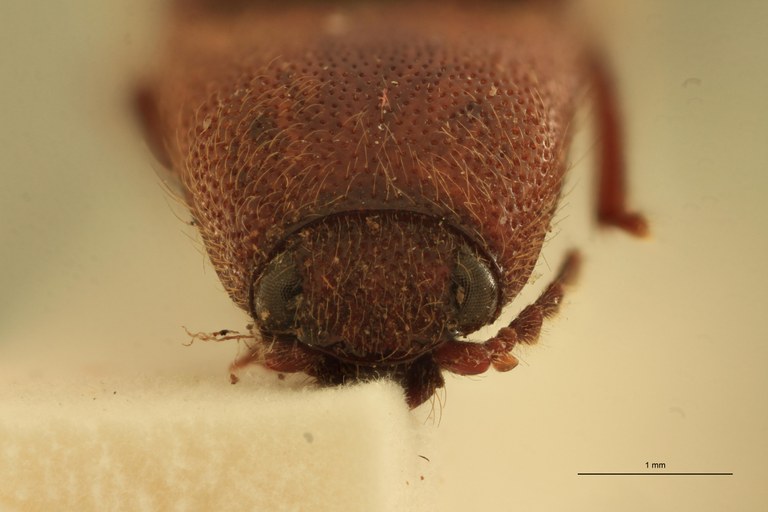 Melanotus recessus M Lt F.jpg