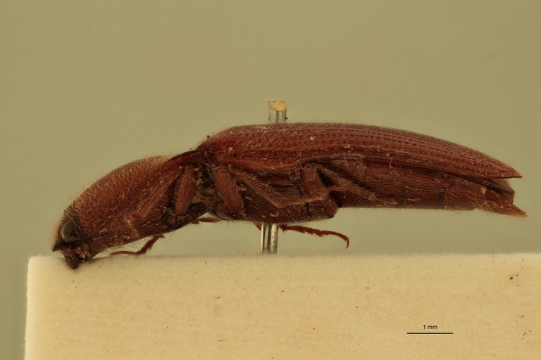 Melanotus recessus M Lt L.jpg