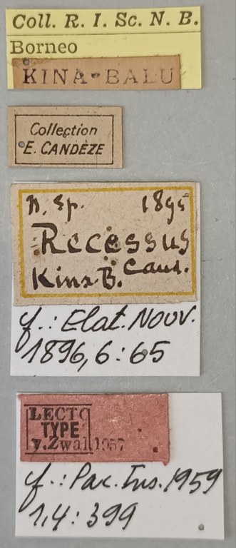 Melanotus recessus M Lt Labels.jpg