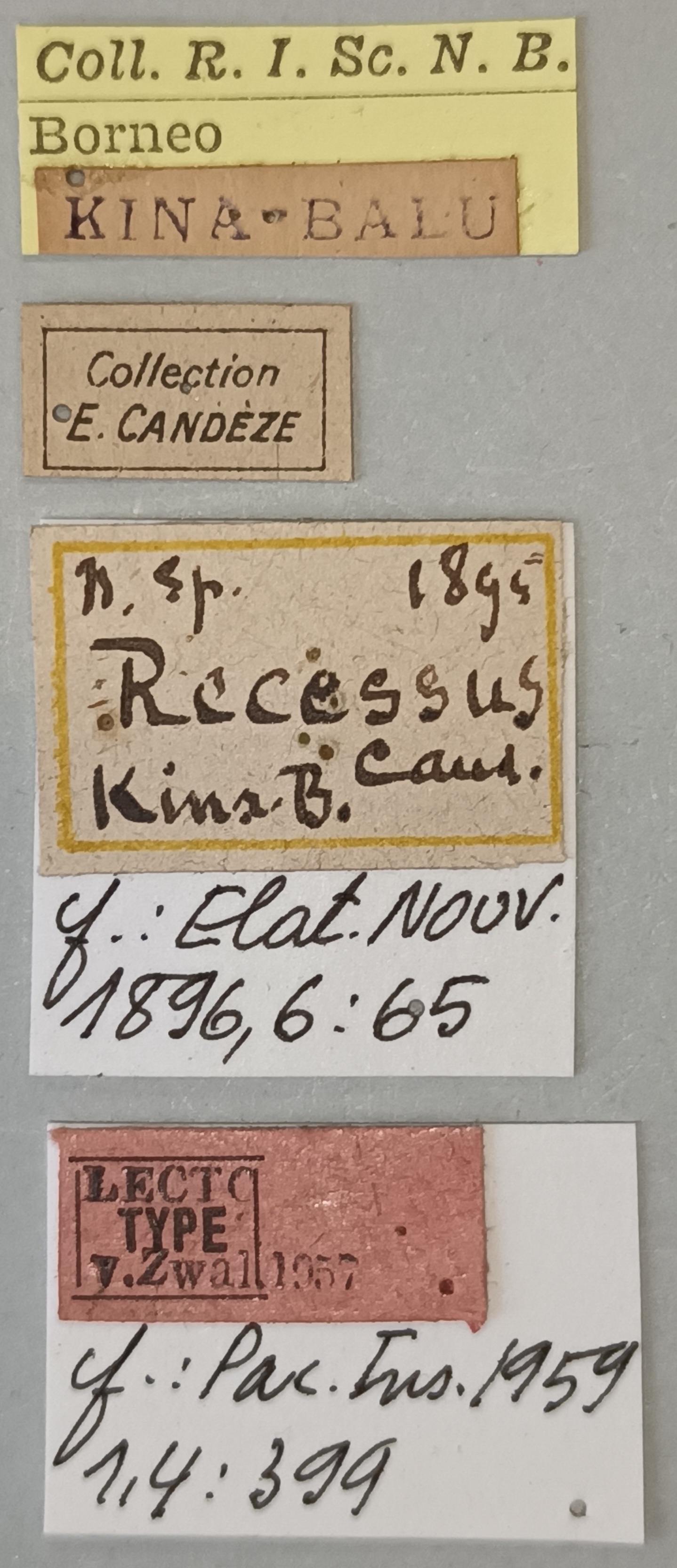 Melanotus recessus M Lt Labels.jpg