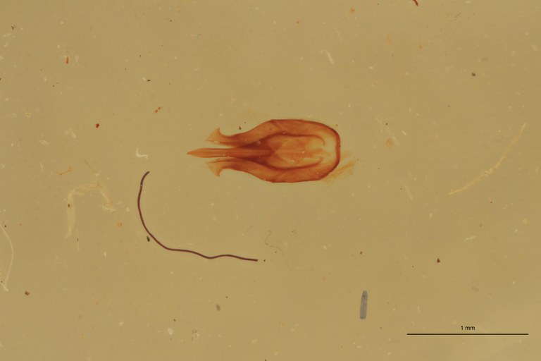 Melanotus rufinus M T Aedeagus.jpg