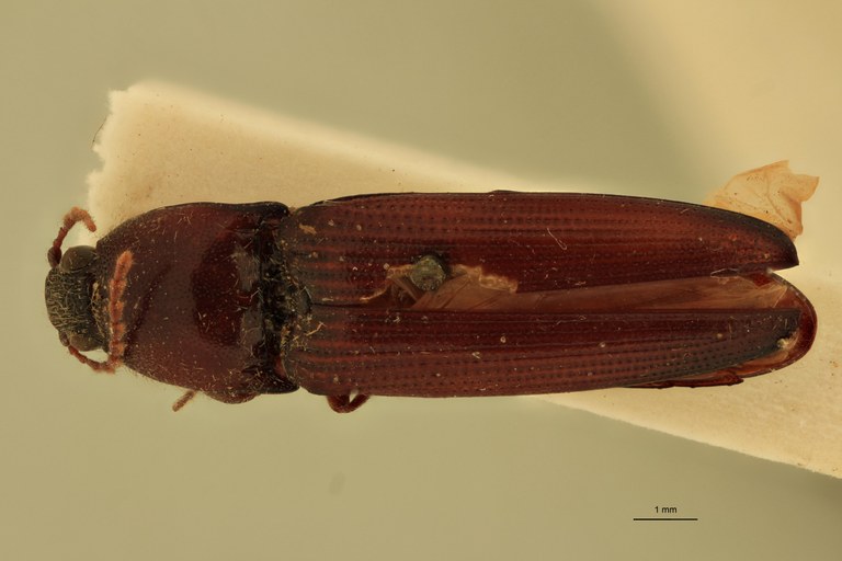 Melanotus rufinus M T D.jpg