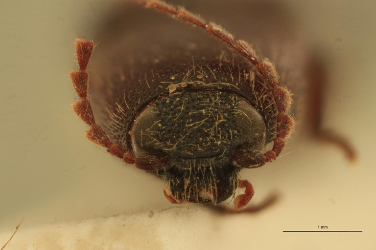 Melanotus rufinus M T F.jpg