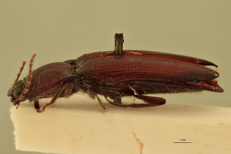 Melanotus rufinus M T L.jpg