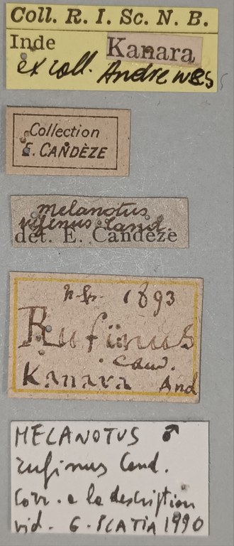 Melanotus rufinus M T Labels.jpg