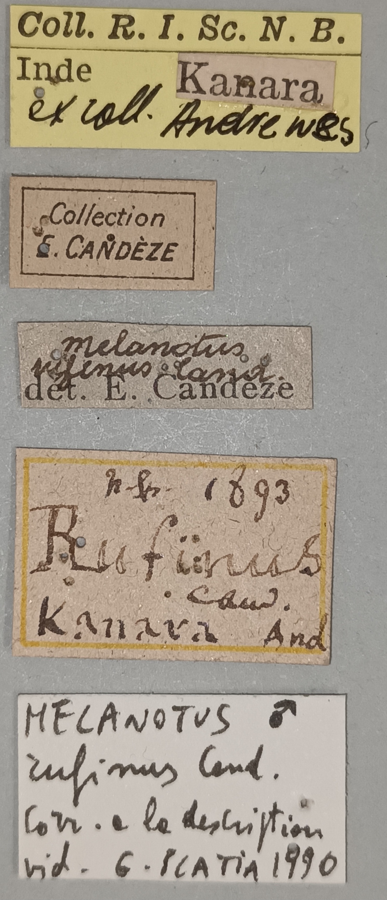 Melanotus rufinus M T Labels.jpg