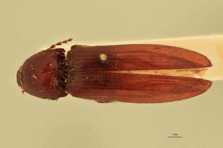 Melanotus schenklingi F Pt D.jpg