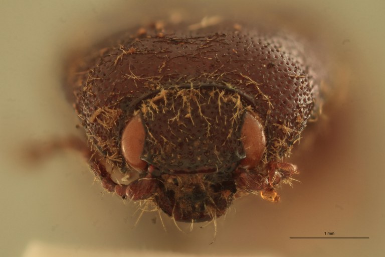 Melanotus schenklingi F Pt F.jpg