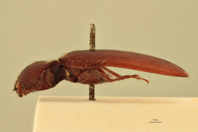 Melanotus schenklingi F Pt L.jpg
