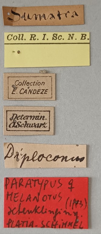 Melanotus schenklingi F Pt Labels.jpg