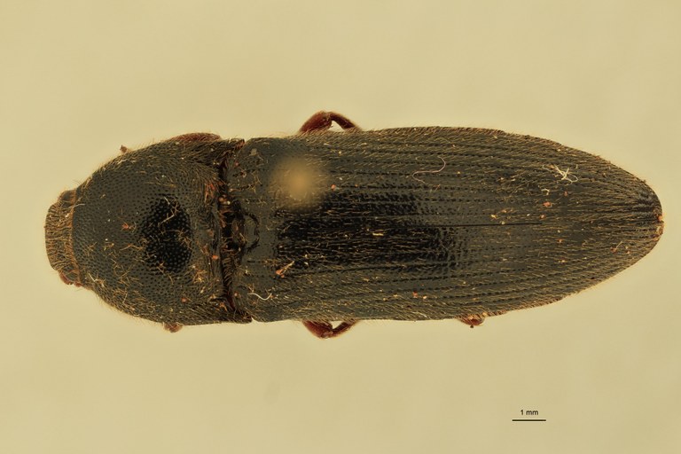 Melanotus schoenmanni F Pt D.jpg