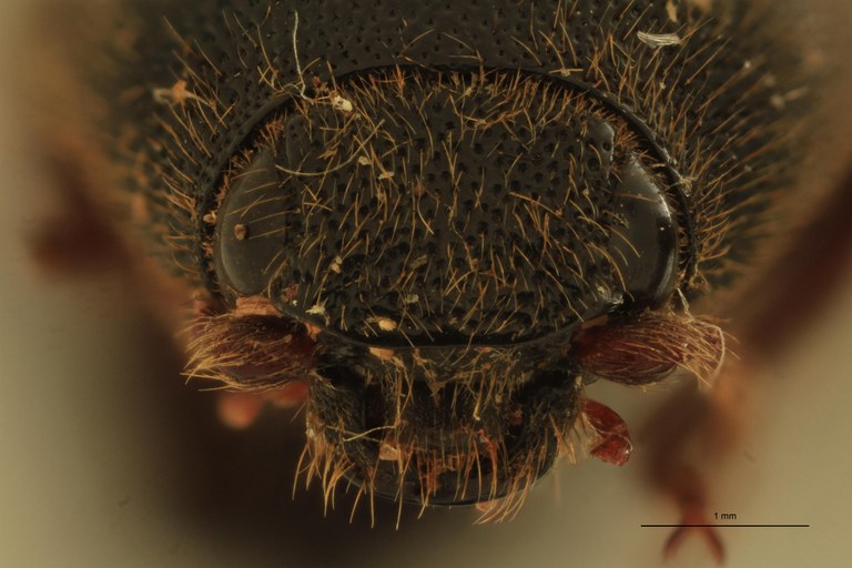 Melanotus schoenmanni F Pt F.jpg