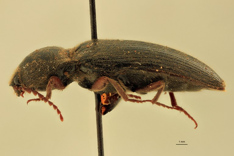 Melanotus schoenmanni F Pt L.jpg