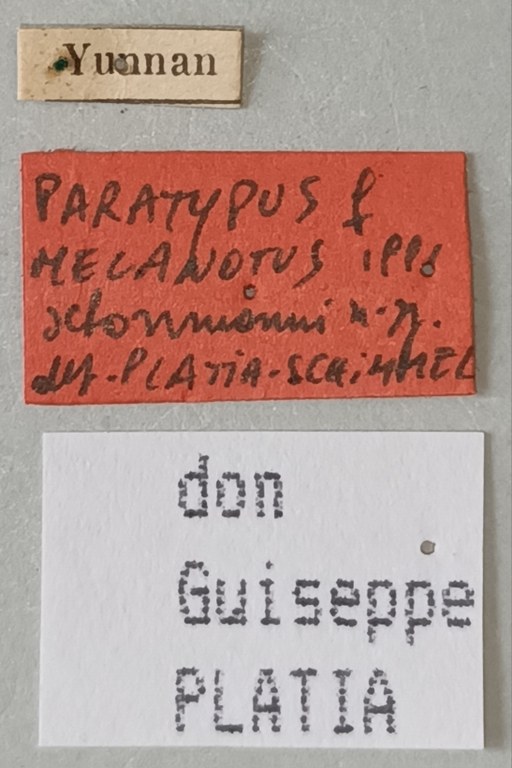 Melanotus schoenmanni F Pt Labels.jpg