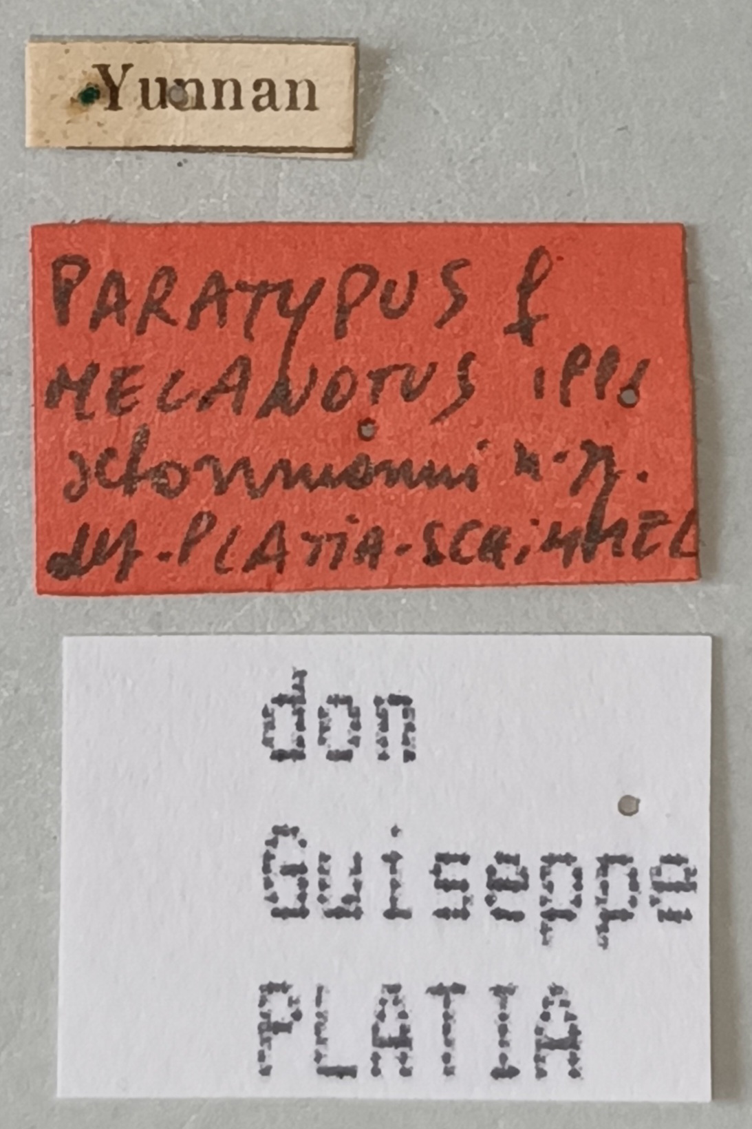 Melanotus schoenmanni F Pt Labels.jpg