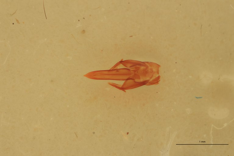 Melanotus scribanus M Plt Aedeagus.jpg