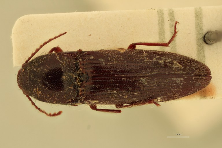 Melanotus scribanus M Plt D.jpg