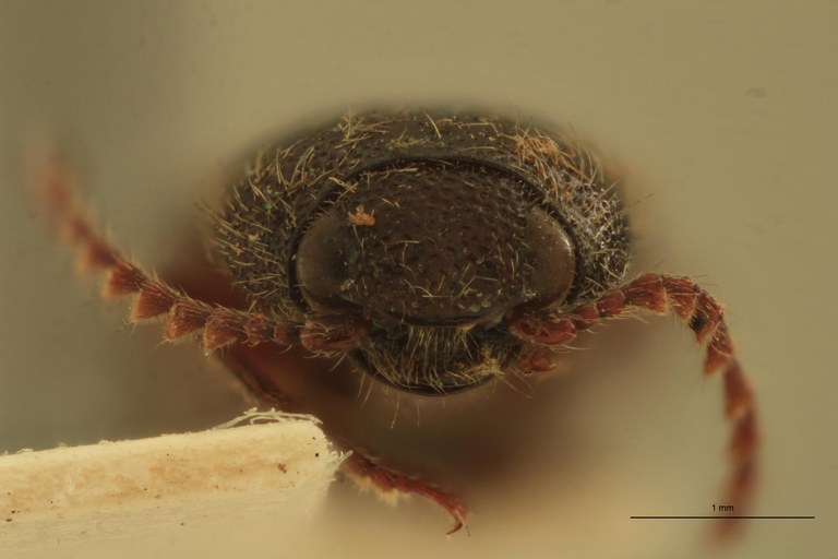 Melanotus scribanus M Plt F.jpg