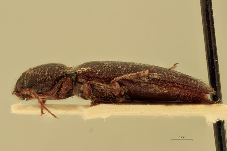 Melanotus scribanus M Plt L.jpg