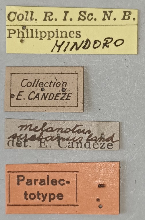 Melanotus scribanus M Plt Labels.jpg