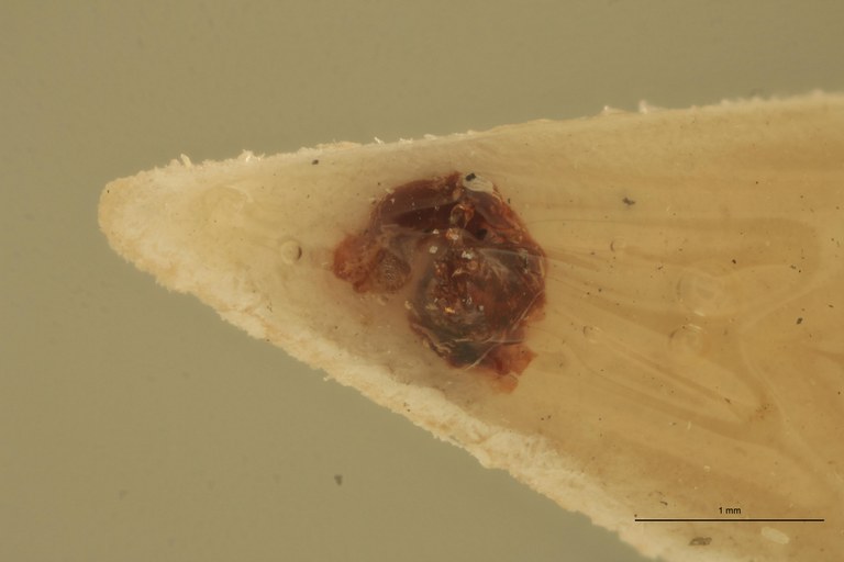 Melanotus scribanus M Lt Aedeagus.jpg