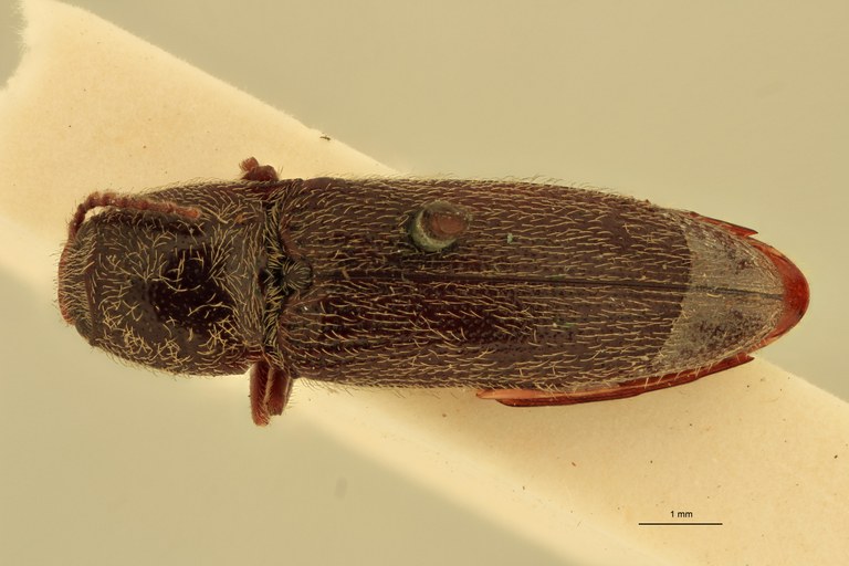 Melanotus scribanus M Lt D.jpg
