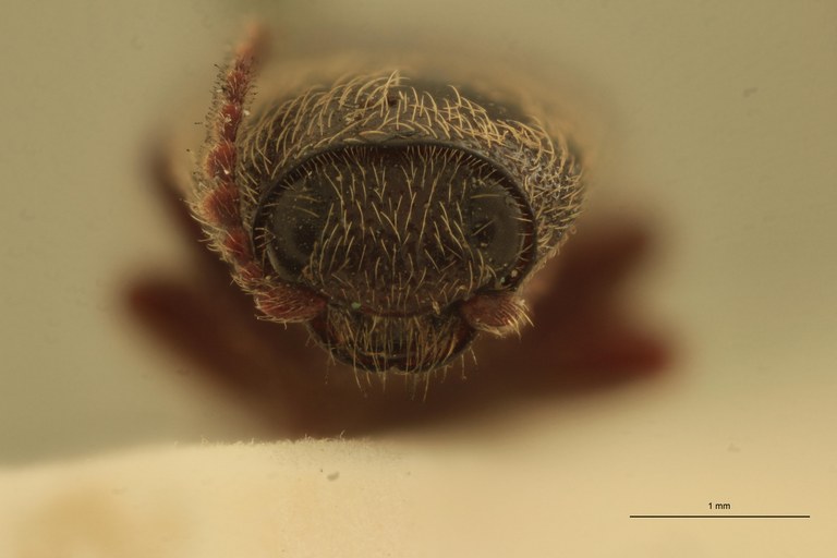 Melanotus scribanus M Lt F.jpg