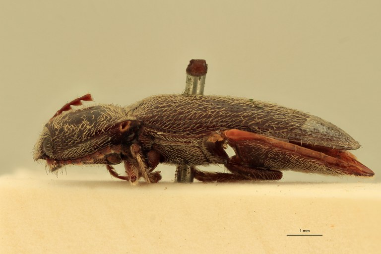 Melanotus scribanus M Lt L.jpg